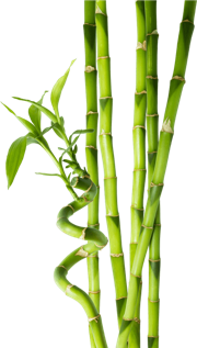 Bamboo